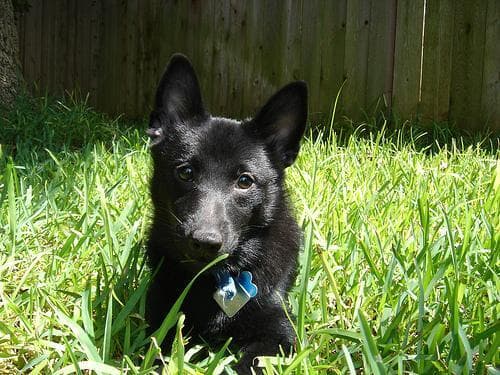Schipperke