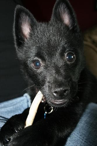 Schipperke