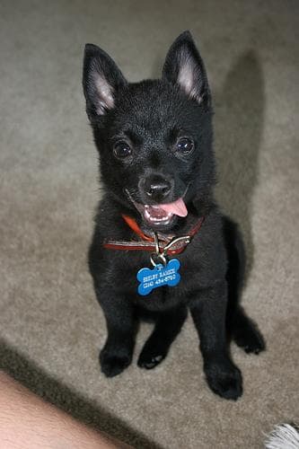 Schipperke