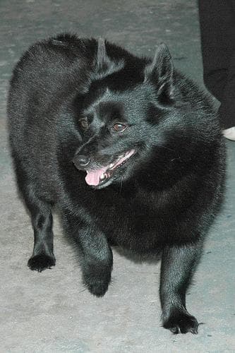 Schipperke