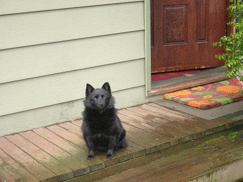 Schipperke