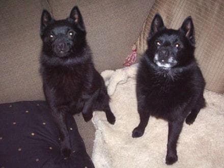 Schipperke