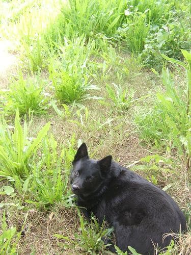 Schipperke