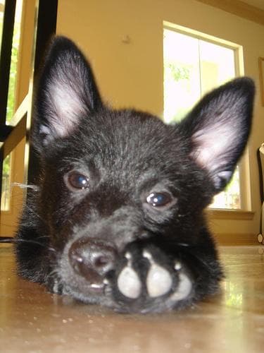 Schipperke