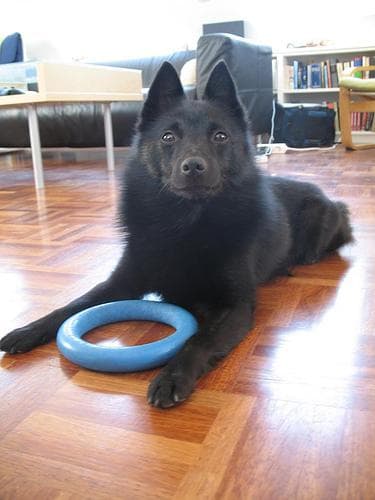 Schipperke
