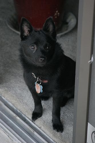 Schipperke
