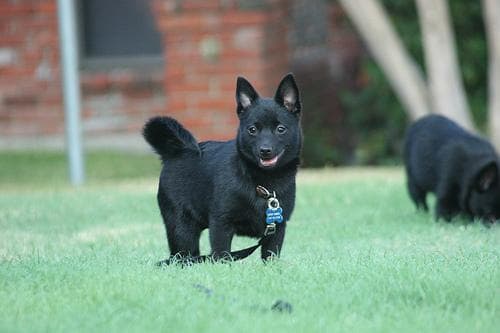 Schipperke