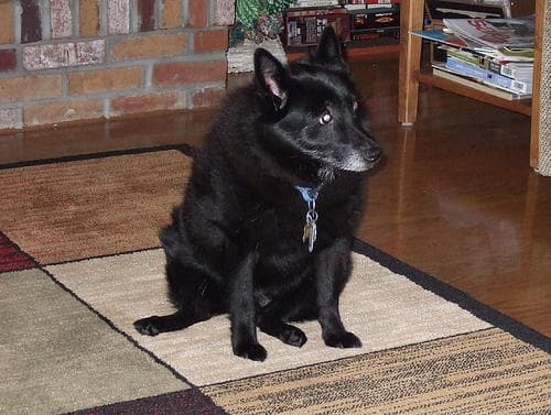 Schipperke