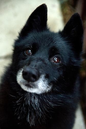Schipperke