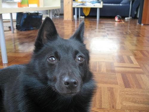 Schipperke
