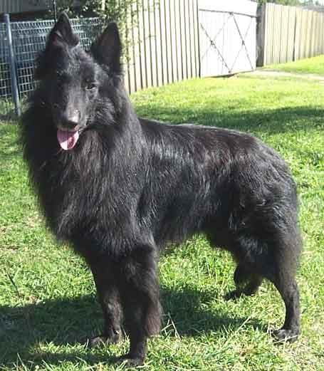 Schipperke