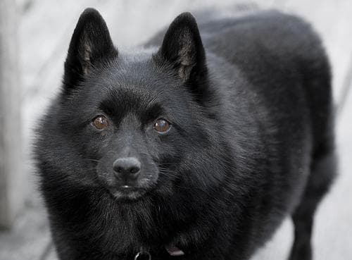 Schipperke