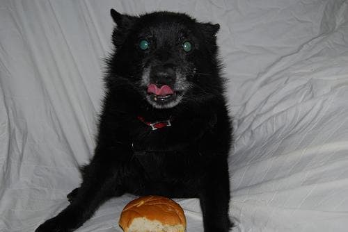 Schipperke