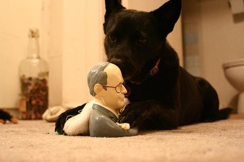 Schipperke