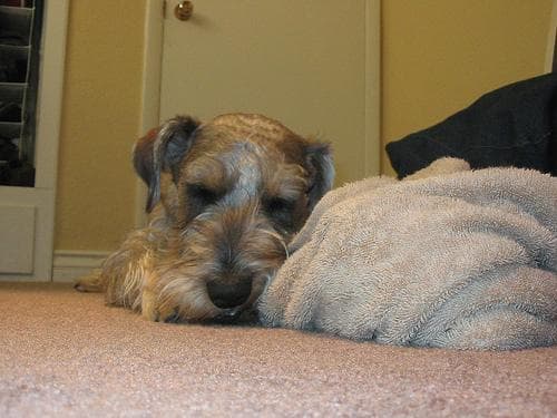 schnauzer