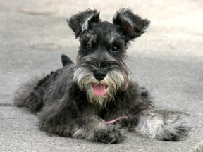 schnauzer