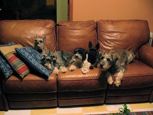 schnauzer