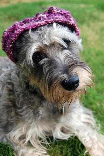 schnauzer