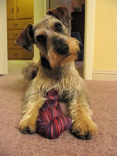 schnauzer