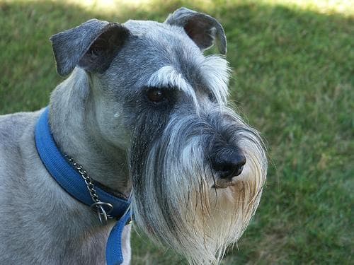 schnauzer