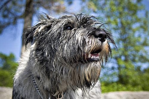schnauzer