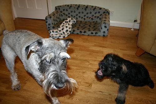 schnauzer