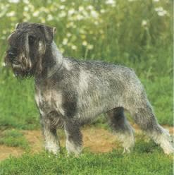 schnauzer