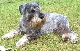 schnauzer