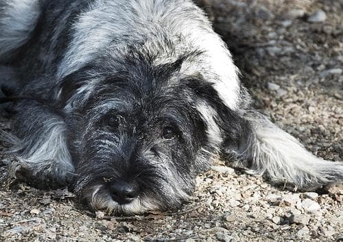 schnauzer