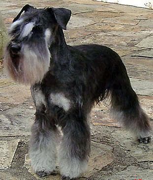 schnauzer