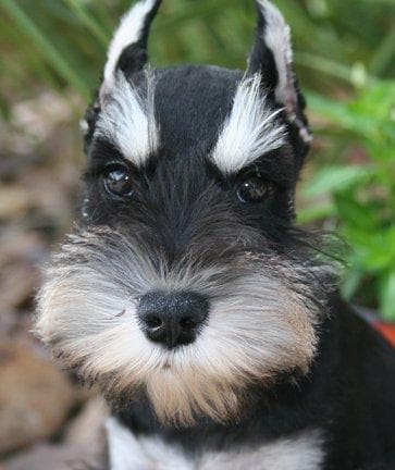 schnauzer