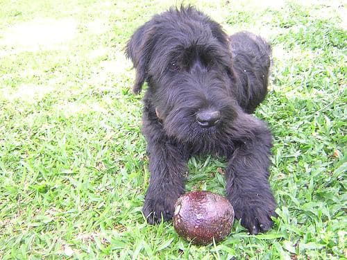 Giant Schnauzer