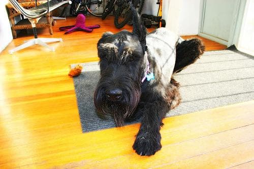 Giant Schnauzer
