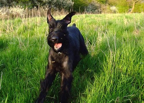 Giant Schnauzer