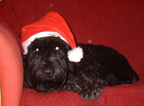 Giant Schnauzer