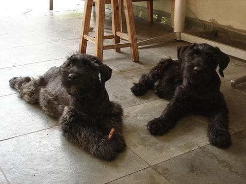 Giant Schnauzer