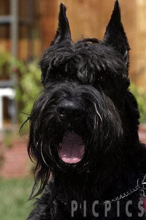 Giant Schnauzer