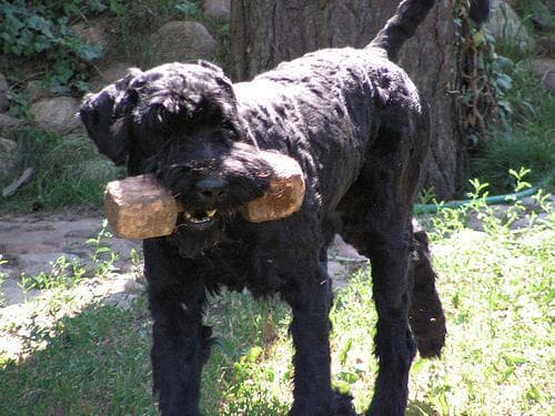 schnauzer