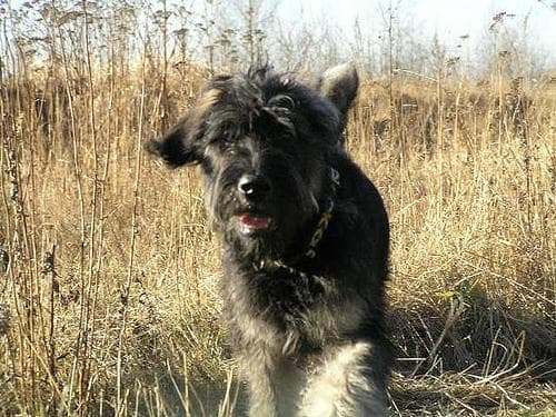 Giant Schnauzer