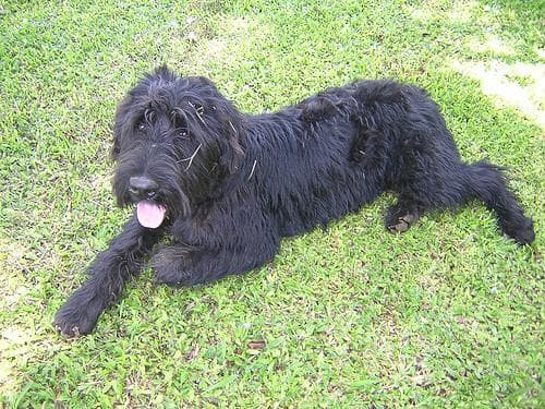 Giant Schnauzer