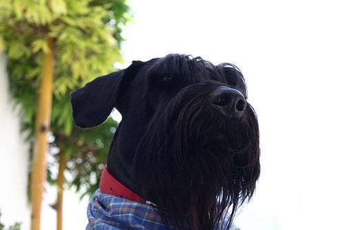 schnauzer