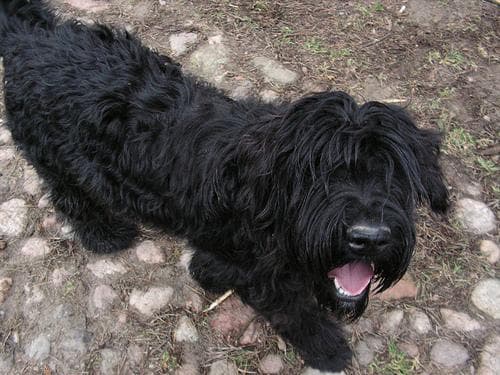 Giant Schnauzer