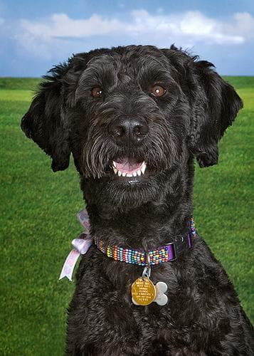 Giant Schnauzer