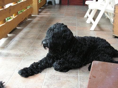 schnauzer
