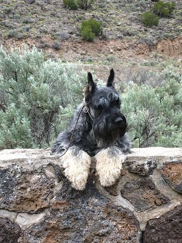 Giant Schnauzer