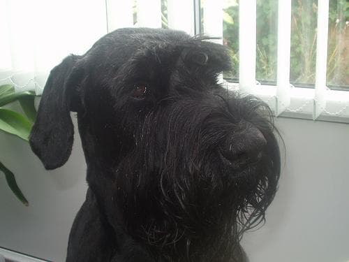 Giant Schnauzer