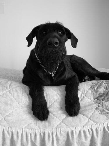 Giant Schnauzer