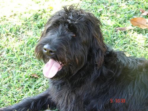 Giant Schnauzer