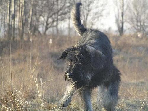 Giant Schnauzer