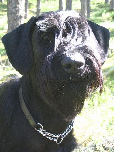 Giant Schnauzer